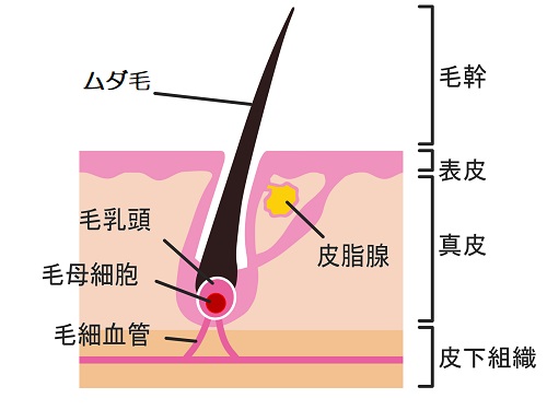 毛母細胞