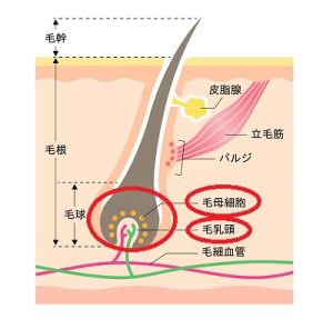 医療脱毛熱破壊式仕組み