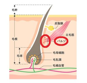 医療脱毛蓄熱式仕組み